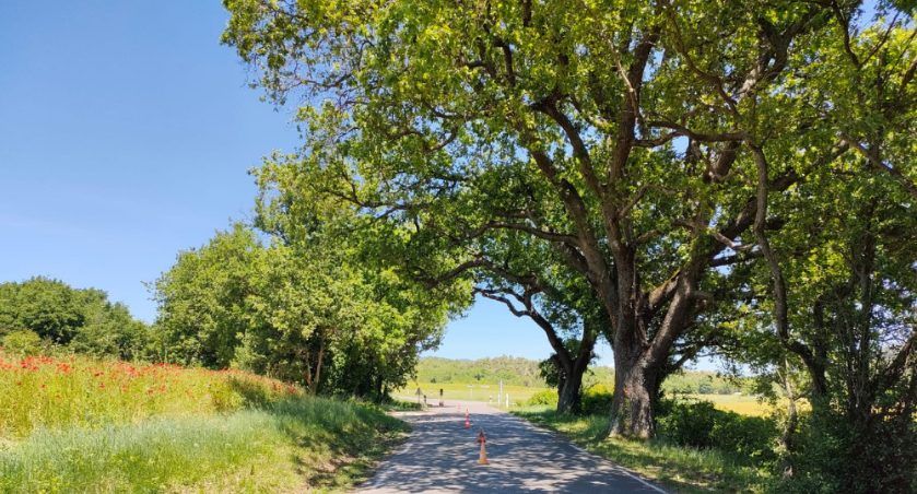 Elagage d'arbres dans Le Lot.jpg